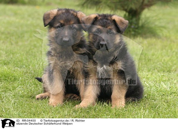 sitzende Deutscher Schferhund Welpen / sitting German Shepherd puppies / RR-04400