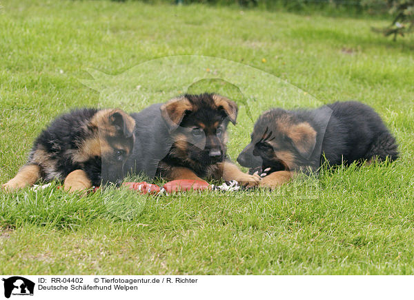 Deutsche Schferhund Welpen / RR-04402