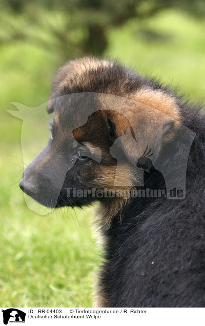 Deutscher Schferhund Welpe / German Shepherd Puppy Portrait / RR-04403