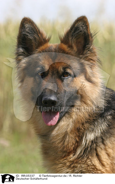 Deutscher Schferhund / German Shepherd Portrait / RR-05337