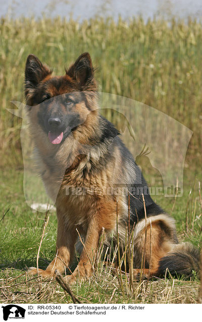 sitzender Deutscher Schferhund / sitting german shepherd / RR-05340