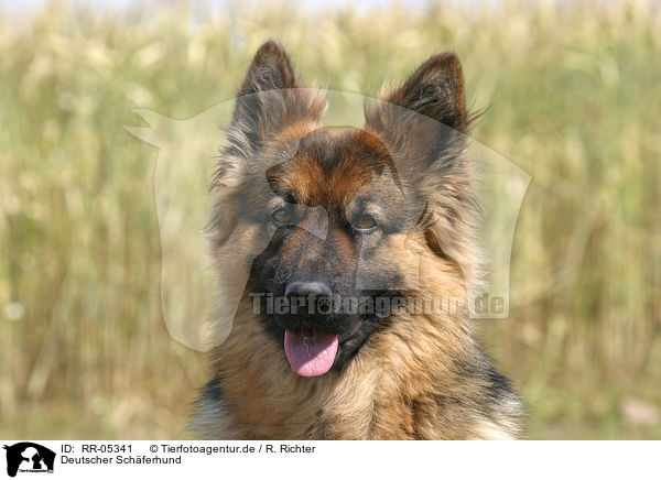 Deutscher Schferhund / RR-05341