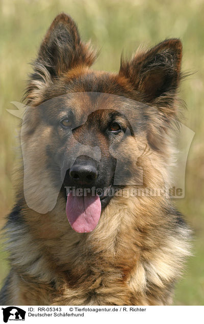Deutscher Schferhund / German Shepherd Portrait / RR-05343