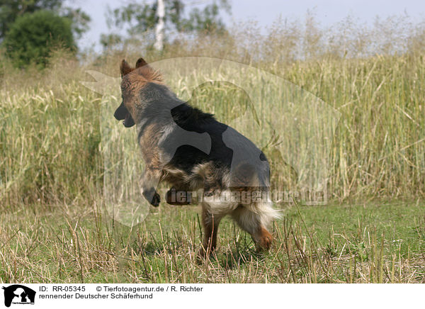 rennender Deutscher Schferhund / RR-05345