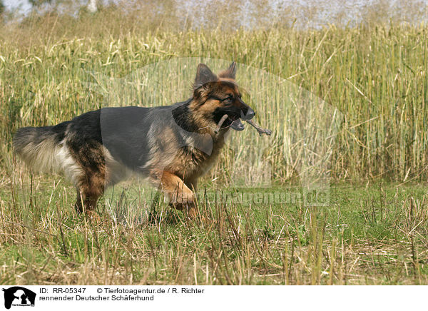 rennender Deutscher Schferhund / RR-05347