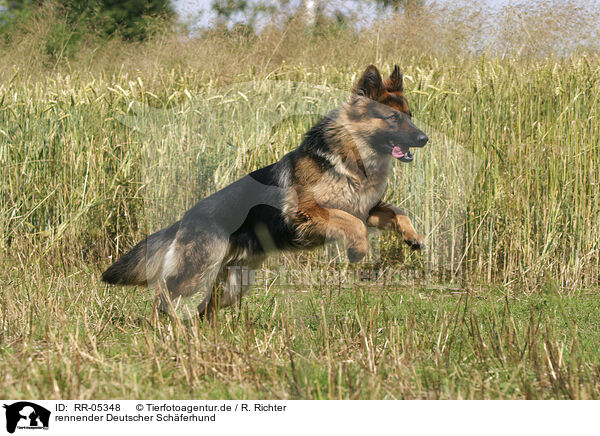 rennender Deutscher Schferhund / RR-05348