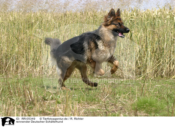 rennender Deutscher Schferhund / RR-05349