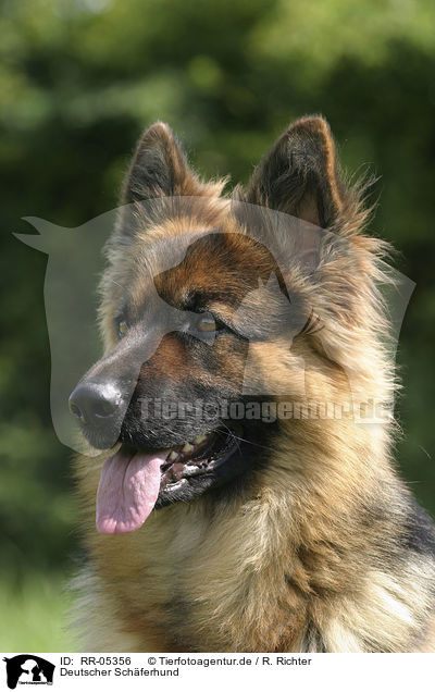 Deutscher Schferhund / German Shepherd Portrait / RR-05356