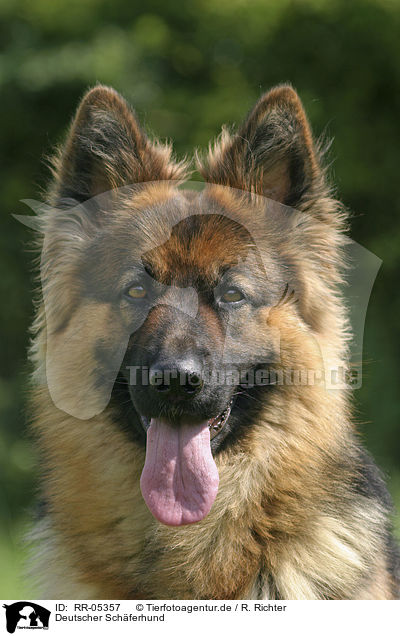 Deutscher Schferhund / German Shepherd Portrait / RR-05357