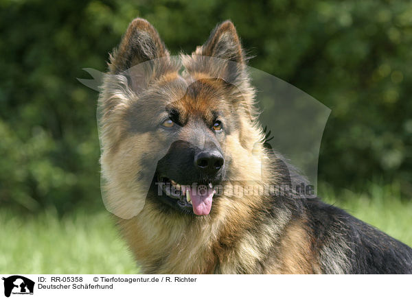 Deutscher Schferhund / RR-05358