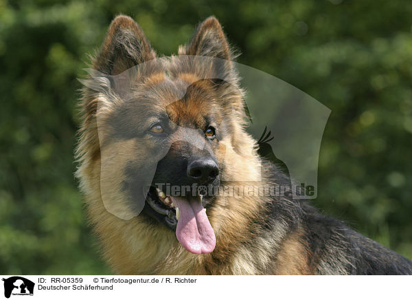 Deutscher Schferhund / RR-05359