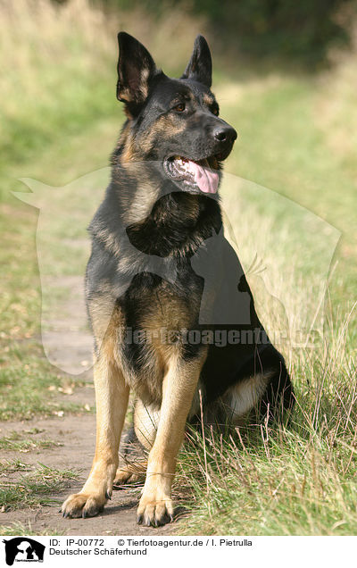 Deutscher Schferhund / IP-00772