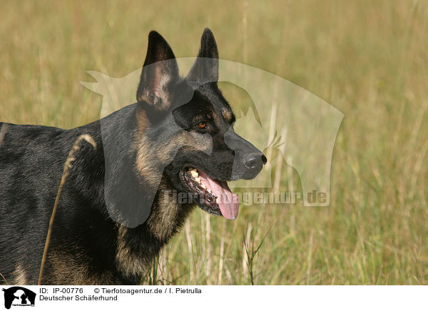 Deutscher Schferhund / IP-00776