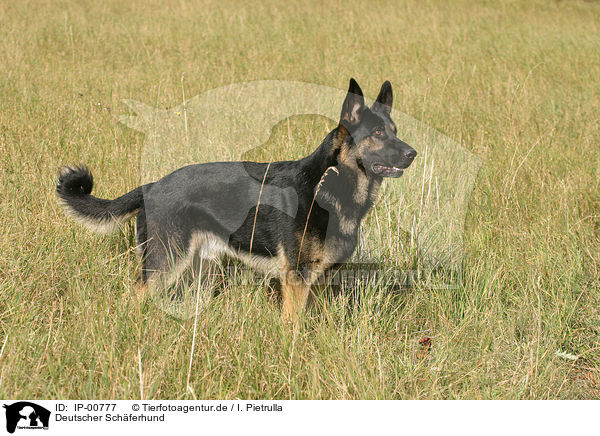 Deutscher Schferhund / IP-00777