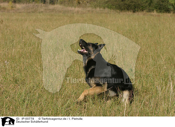 Deutscher Schferhund / IP-00778
