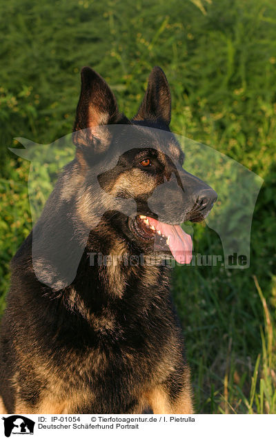 Deutscher Schferhund Portrait / IP-01054