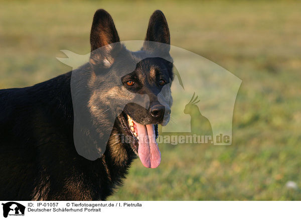 Deutscher Sch�ferhund Portrait / German Shepherd portrait / IP-01057