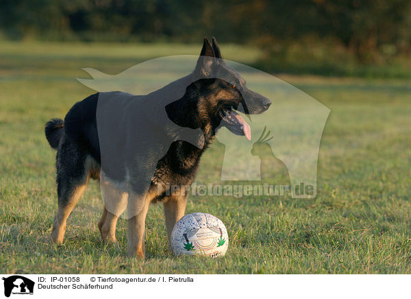 Deutscher Sch�ferhund / German Shepherd / IP-01058