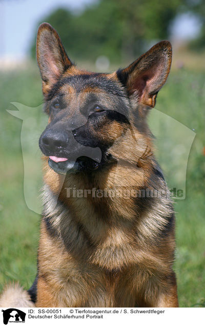Deutscher Schferhund Portrait / SS-00051