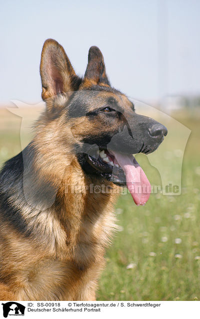 Deutscher Schferhund Portrait / SS-00918