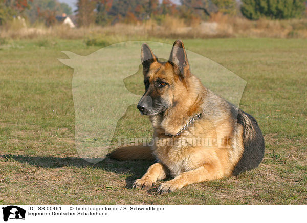 liegender Deutscher Schferhund / SS-00461