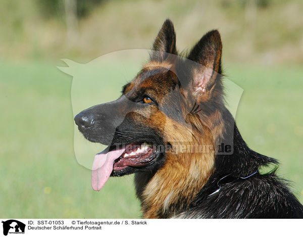 Deutscher Schferhund Portrait / SST-01053