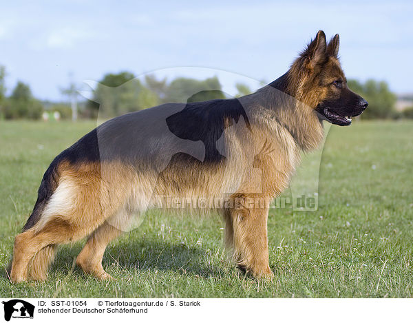 stehender Deutscher Schferhund / standing German Shepherd / SST-01054