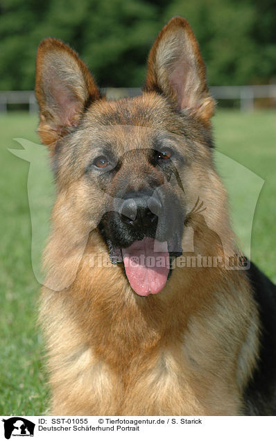 Deutscher Schferhund Portrait / SST-01055