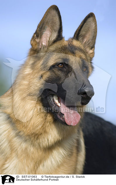 Deutscher Schferhund Portrait / German Shepherd Portrait / SST-01063