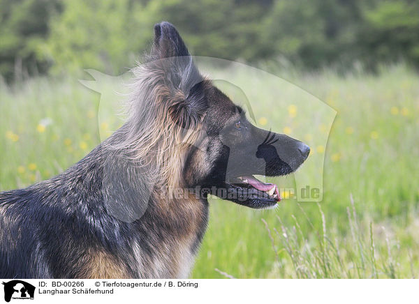 Langhaar Schferhund / BD-00266