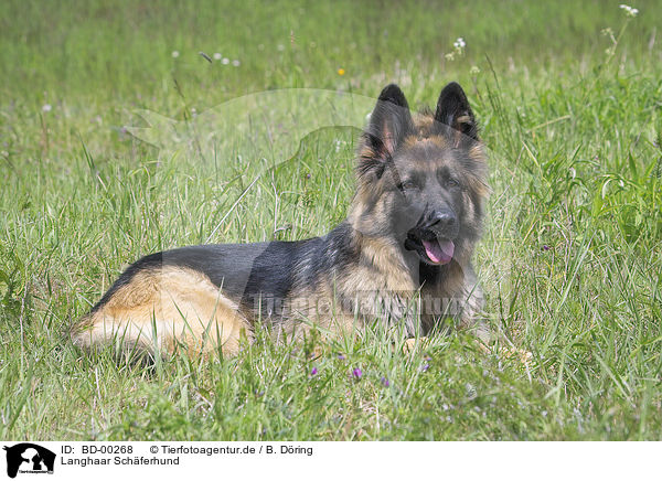 Langhaar Schferhund / BD-00268