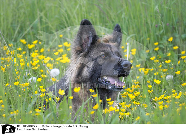 Langhaar Schferhund / longhaired Shepherd / BD-00272
