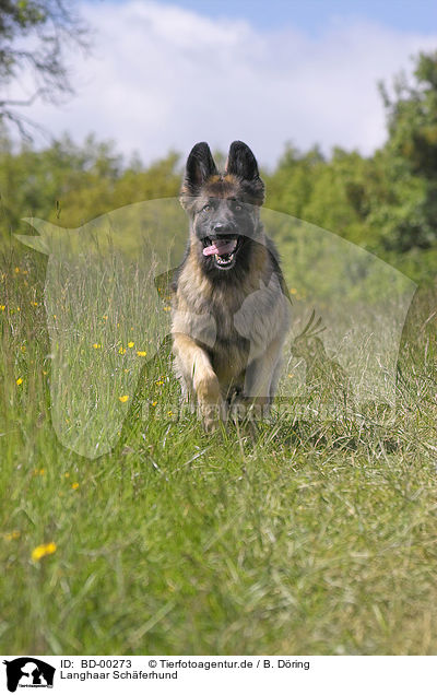 Langhaar Schferhund / BD-00273