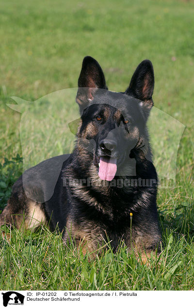 Deutscher Schferhund / german shepherd / IP-01202