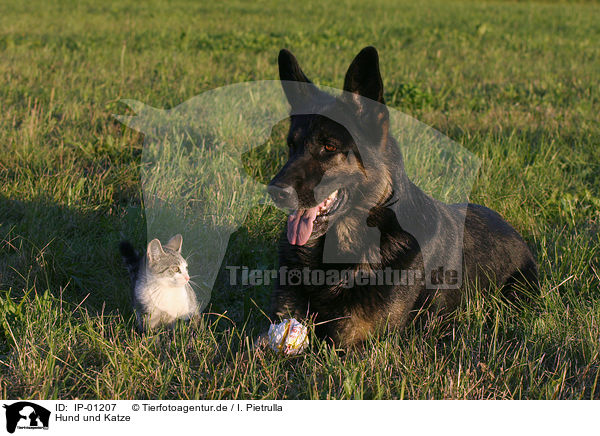 Hund und Katze / cat and dog / IP-01207