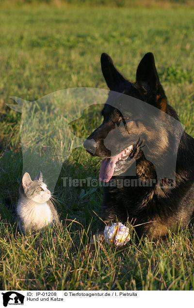 Hund und Katze / cat and dog / IP-01208