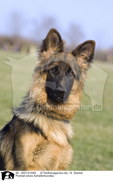 Portrait eines Schferhundes / SST-01094