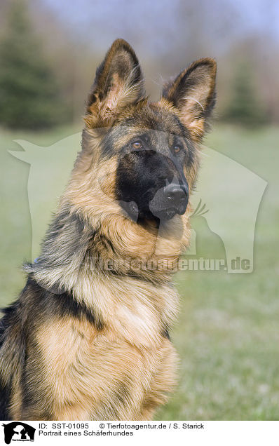 Portrait eines Schferhundes / SST-01095