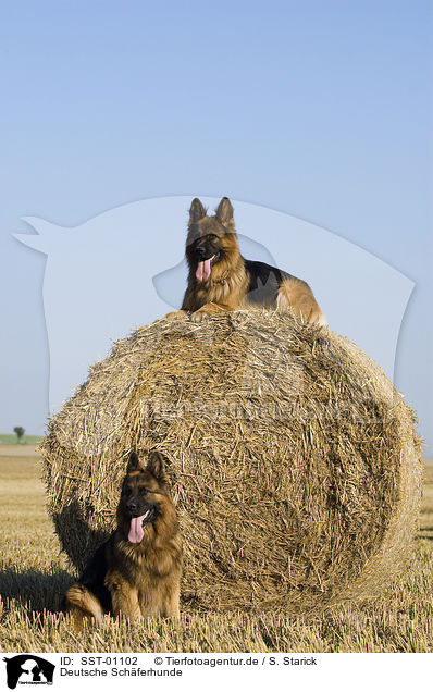 Deutsche Schferhunde / German Shepherds / SST-01102