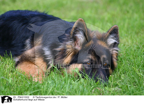 Schferhund liegt auf Wiese / PM-01002