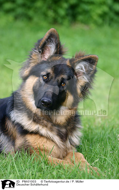 Deuscher Schferhund / German Shepherd / PM-01003