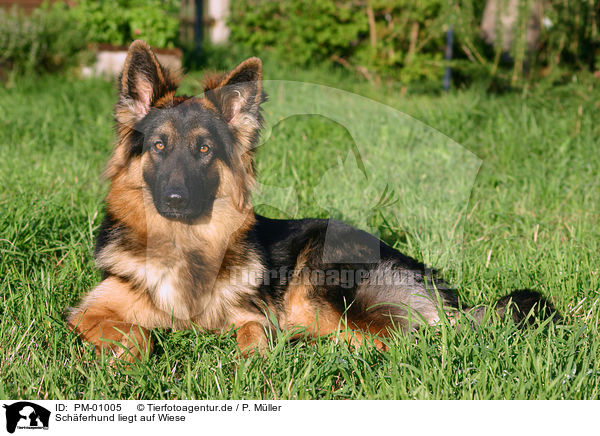 Sch�ferhund liegt auf Wiese / lying german shepherd / PM-01005