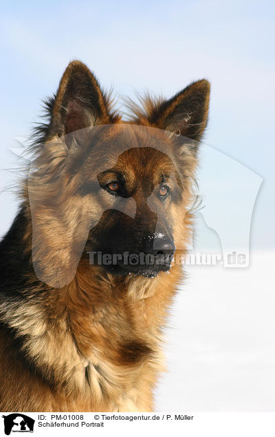 Schferhund Portrait / German Shepherd Portrait / PM-01008