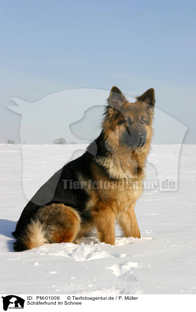 Schferhund im Schnee / German Shepherd in snow / PM-01009