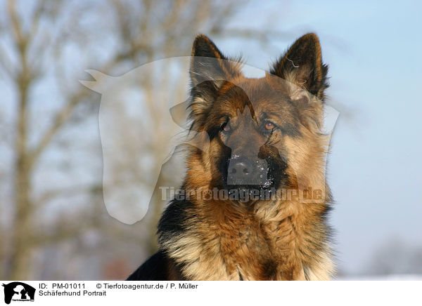 Sch�ferhund Portrait / German Shepherd Portrait / PM-01011