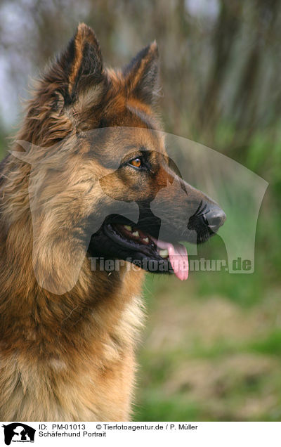 Schferhund Portrait / German Shepherd Portrait / PM-01013