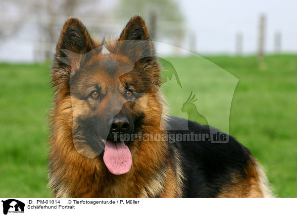 Schferhund Portrait / PM-01014