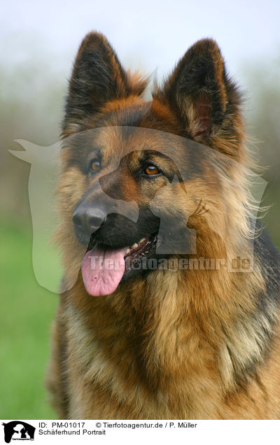 Schferhund Portrait / PM-01017