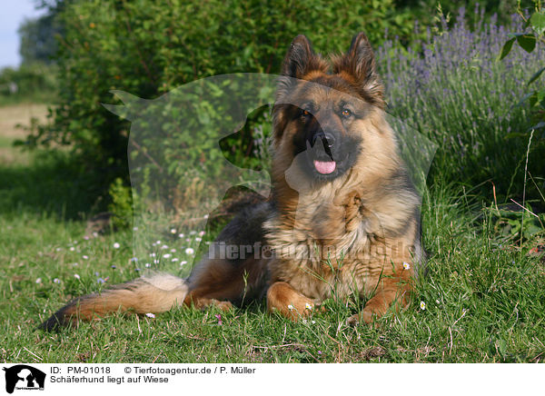 Schferhund liegt auf Wiese / lying german shepherd / PM-01018
