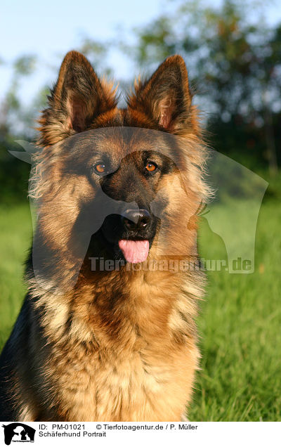 Schferhund Portrait / German Shepherd Portrait / PM-01021